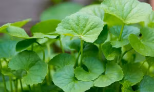 Thuốc nam chữa cảm nắng trong mùa hè
