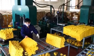Giá cao su tăng, triển vọng xuất khẩu tiếp tục tươi sáng