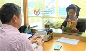 Ba Chẽ hướng tới mục tiêu trở thành trung tâm kinh tế lâm nghiệp và cây dược liệu