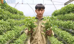 Người khởi nghiệp từ mô hình rau má thủy canh