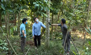 Ba Chẽ phát triển rừng bền vững