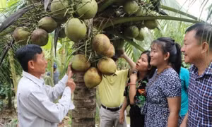 Tăng thêm lợi thế cạnh tranh cho dừa Việt Nam