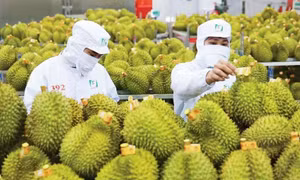 Tháo nút thắt cho sầu riêng: Cần 'luồng xanh' thông quan