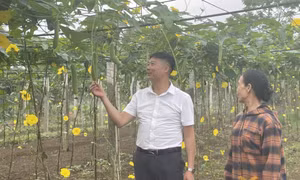 Hội Nông dân Quảng Ninh: Khơi dậy phong trào thi đua từ vai trò của cán bộ và tổ chức Hội