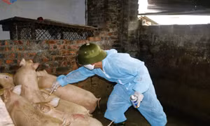 Cần quan tâm xây dựng vùng an toàn dịch bệnh