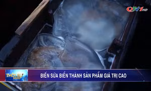 Biến sứa biển thành sản phẩm giá trị cao