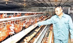 Ngành gia cầm Việt Nam: Cơ hội và thách thức trong chuỗi giá trị toàn cầu