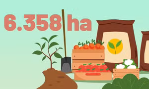 6.358 ha - là tổng diện tích các vùng sản xuất hàng hóa tập trung trên cây lúa, rau, cây ăn quả hiện có của tỉnh