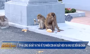 TP Hạ Long: Đã bắt và thả về tự nhiên con khỉ mới xuất hiện tại khu vực Đền Bà Chúa