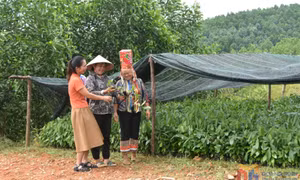 Ứng dụng KHCN hiện đại trong lĩnh vực lâm nghiệp