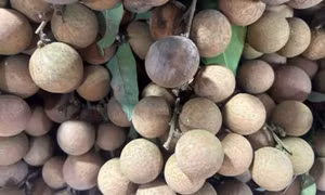 Người bị gan nhiễm mỡ nên hạn chế ăn loại quả quen thuộc trong mùa hè