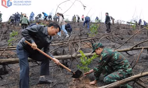 Góp sức thực hiện mục tiêu trồng 1 tỷ cây xanh