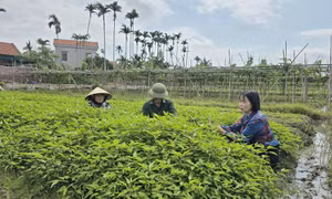 Nông dân Quảng Yên sản xuất, kinh doanh giỏi