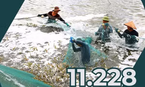 11.228 - là tổng số cơ sở nuôi trồng thủy sản trên địa bàn tỉnh hiện nay