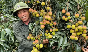 Hành trình đưa vải chín sớm ra thị trường bằng công nghệ số