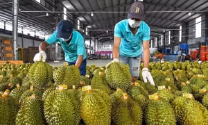 Sầu riêng 'vấp ngã' khiến xuất khẩu rau quả lao dốc