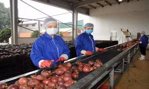 Việt Nam là nguồn cung rau quả chế biến lớn thứ 11 cho Mỹ trong 2 tháng đầu năm 2025