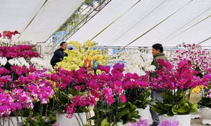 Tấp nập chuẩn bị Hội hoa xuân
