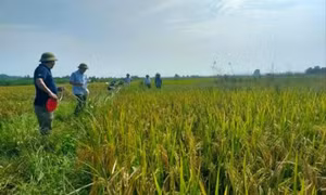 Luật Đất đai sửa đổi: Nhiều quy định mới với đất nông nghiệp