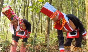 Ba Chẽ phát triển kinh tế rừng