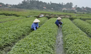 Tạo thương hiệu từ các vùng sản xuất nông, lâm, thủy sản an toàn