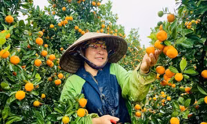 Các làng hoa Đông Triều hối hả vào vụ cuối năm