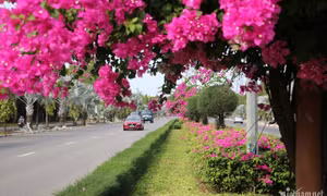 Con đường hoa giấy đẹp mê hồn trên dải phân cách cửa ngõ Vũng Tàu