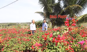 Tất bật vụ hoa tết 