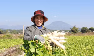 Mùa sản xuất củ cải ở Quảng Tân (Đầm Hà)