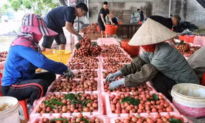 Tăng thị phần xuất khẩu nông sản sang Trung Quốc