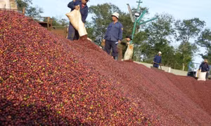 Cà phê Việt hướng mốc 5 tỷ USD xuất khẩu