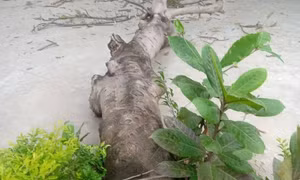Cây phượng đổ đè 3 học sinh