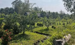 Có thể chuyển đất trồng cây lâu năm sang đất nông nghiệp khác không?