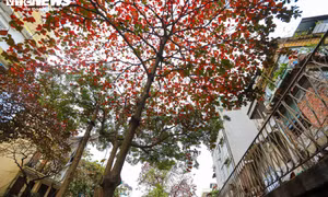 Hà Nội mùa cây bàng lá đỏ