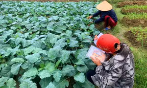 Quản lý dịch hại tổng hợp trên cây trồng