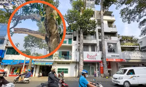 Đơn vị quản lý lên tiếng về vụ nhánh cây gãy làm chết người ở quận 5, TP.HCM