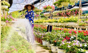 Rực rỡ hoa xuân