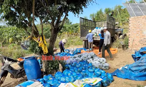 Nâng cao hiệu quả đầu tư từ chuỗi liên kết