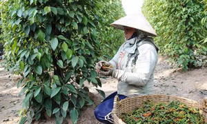 Châu Á là thị trường xuất khẩu hồ tiêu lớn nhất của Việt Nam