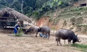 Hàng trăm gia súc chết rét