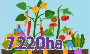 7.220ha - là diện tích cây vụ Đông đã thu hoạch trên địa bàn tỉnh