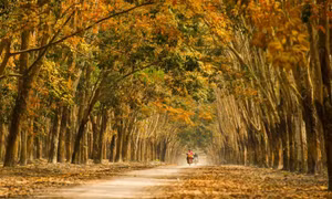 Rừng cao su ở miền Đông vào mùa đổ lá vàng