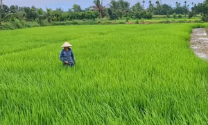 Thúc đẩy phát triển sản xuất nông nghiệp hữu cơ