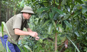 Vướng mắc trong công tác giao đất, giao rừng