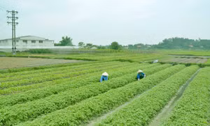 Tính ứng dụng cao từ nhiệm vụ khoa học - công nghệ 