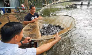 Tận dụng đất vườn xoài xây bể nuôi cá đặc sản thu tiền tỷ