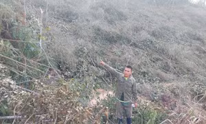 Bắt tạm giam đối tượng phá 1,6ha rừng