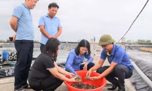 Huyện Đầm Hà: Linh hoạt thích ứng, giữ đà tăng trưởng