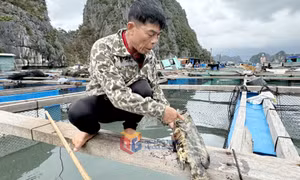 Nhiều người nuôi trồng thủy sản ở Vân Đồn "trắng tay" vì bão