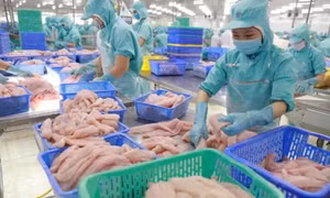 Xuất khẩu cá tra: Cơ hội mới sau 20 năm vướng vụ kiện bán phá giá